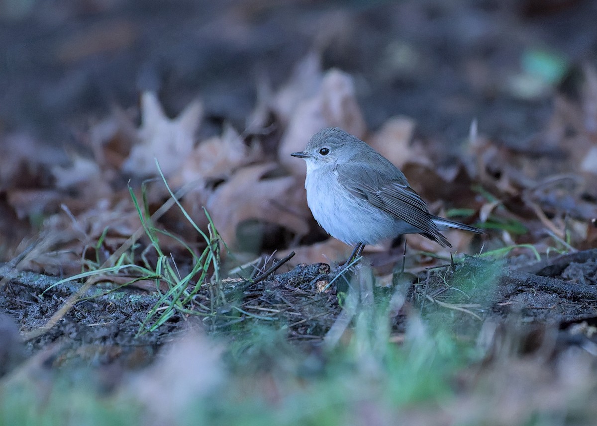 taigafluesnapper - ML647585539