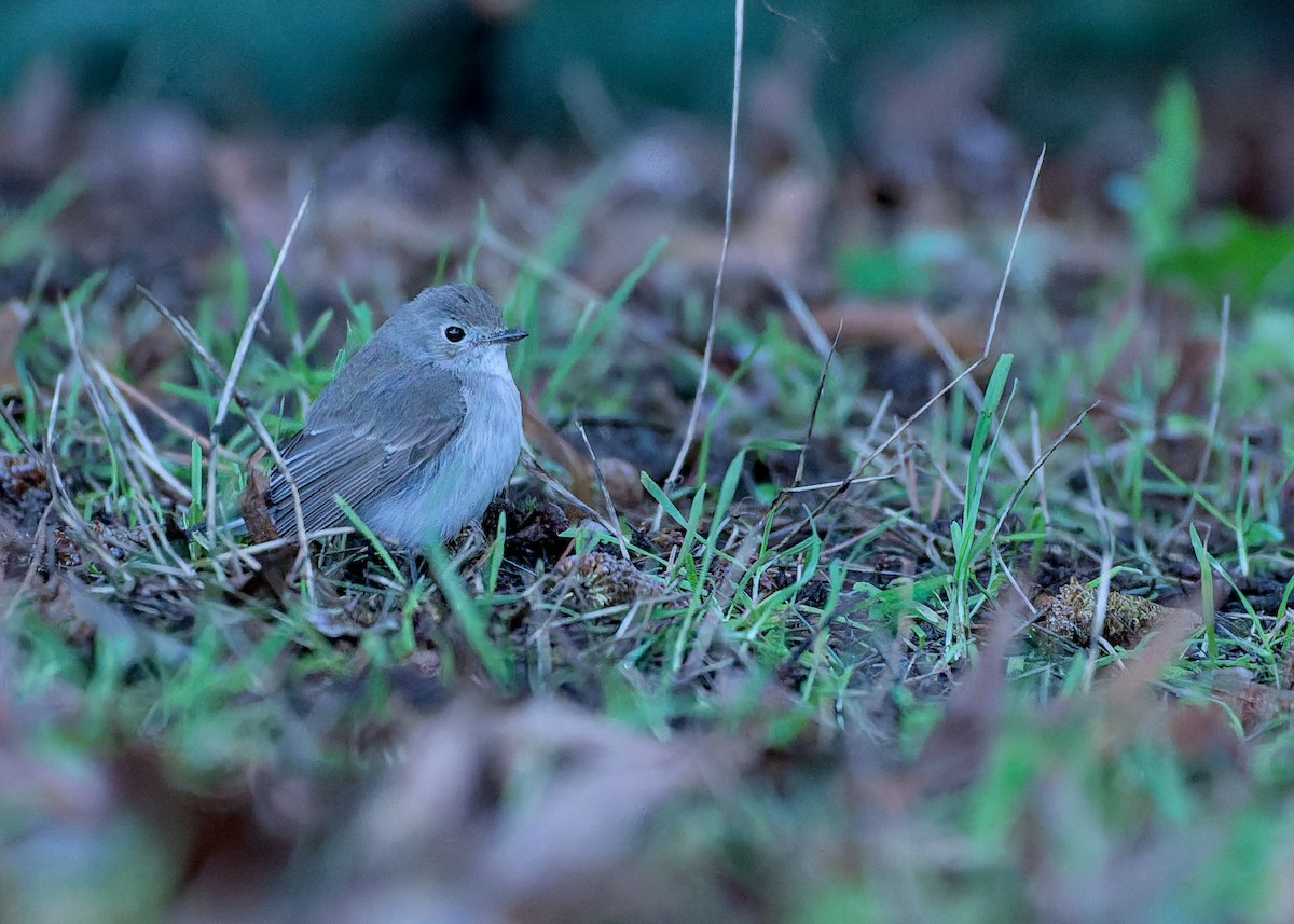 taigafluesnapper - ML647585540