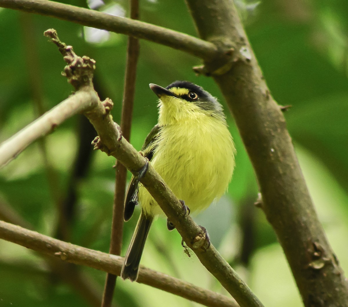 gultøyletodityrann - ML647585541