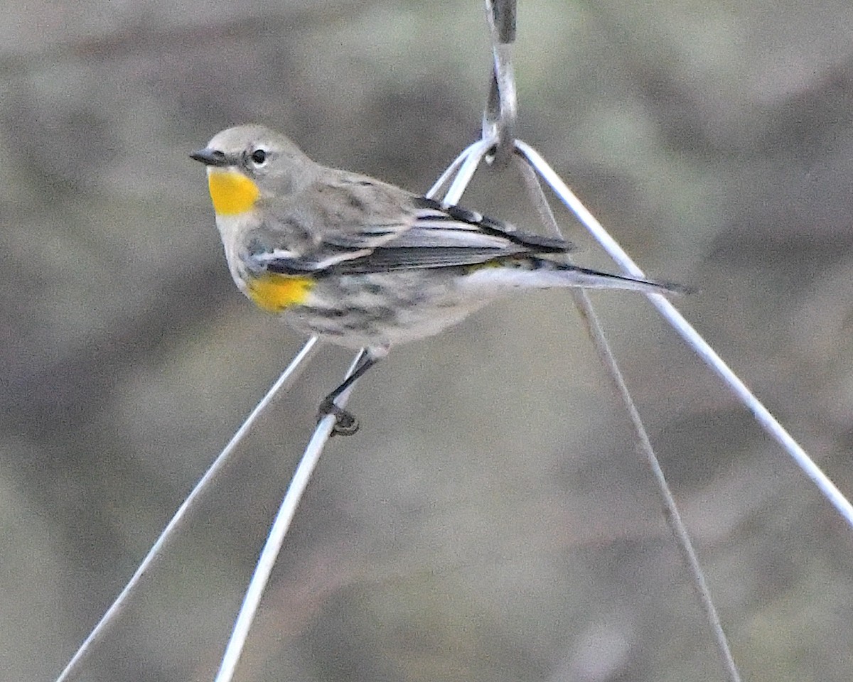 myrteparula (auduboni) (sitronstrupeparula) - ML647585542