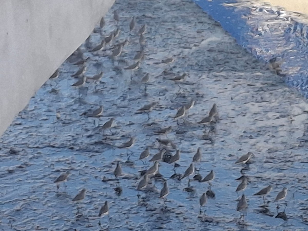 sandløper - ML647585544