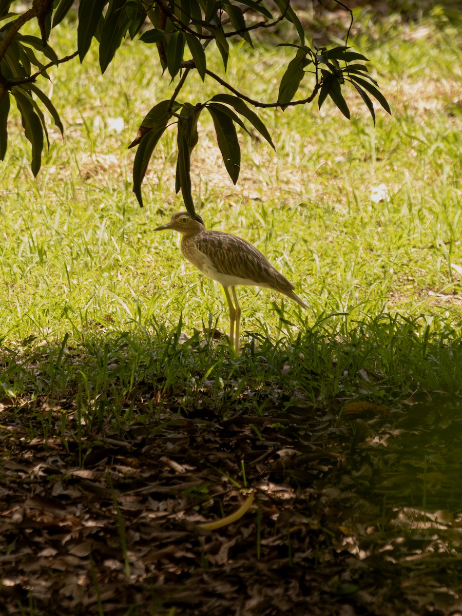 amerikatriel - ML647585546