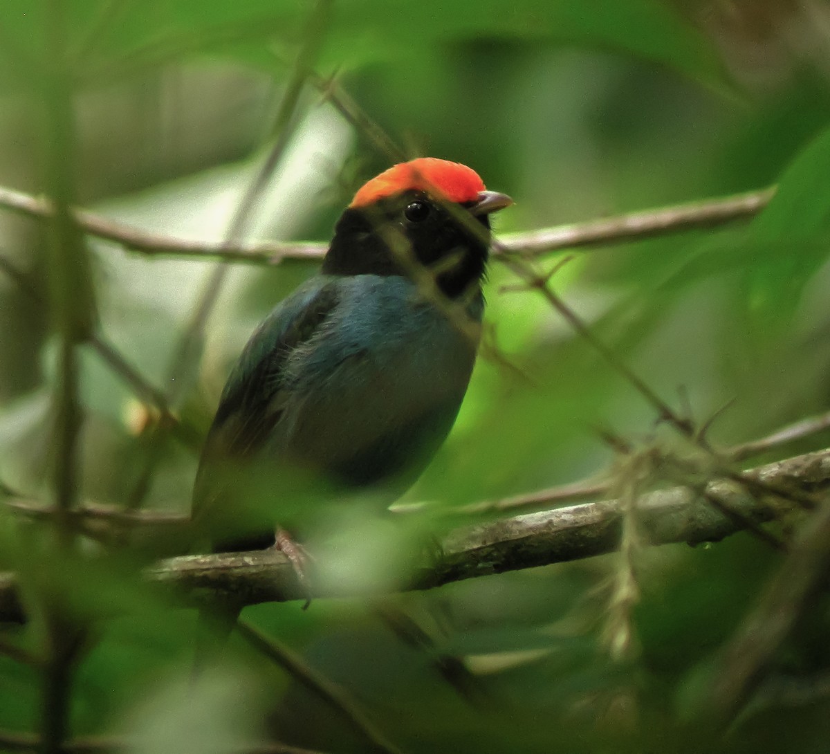 blåmanakin - ML647585553