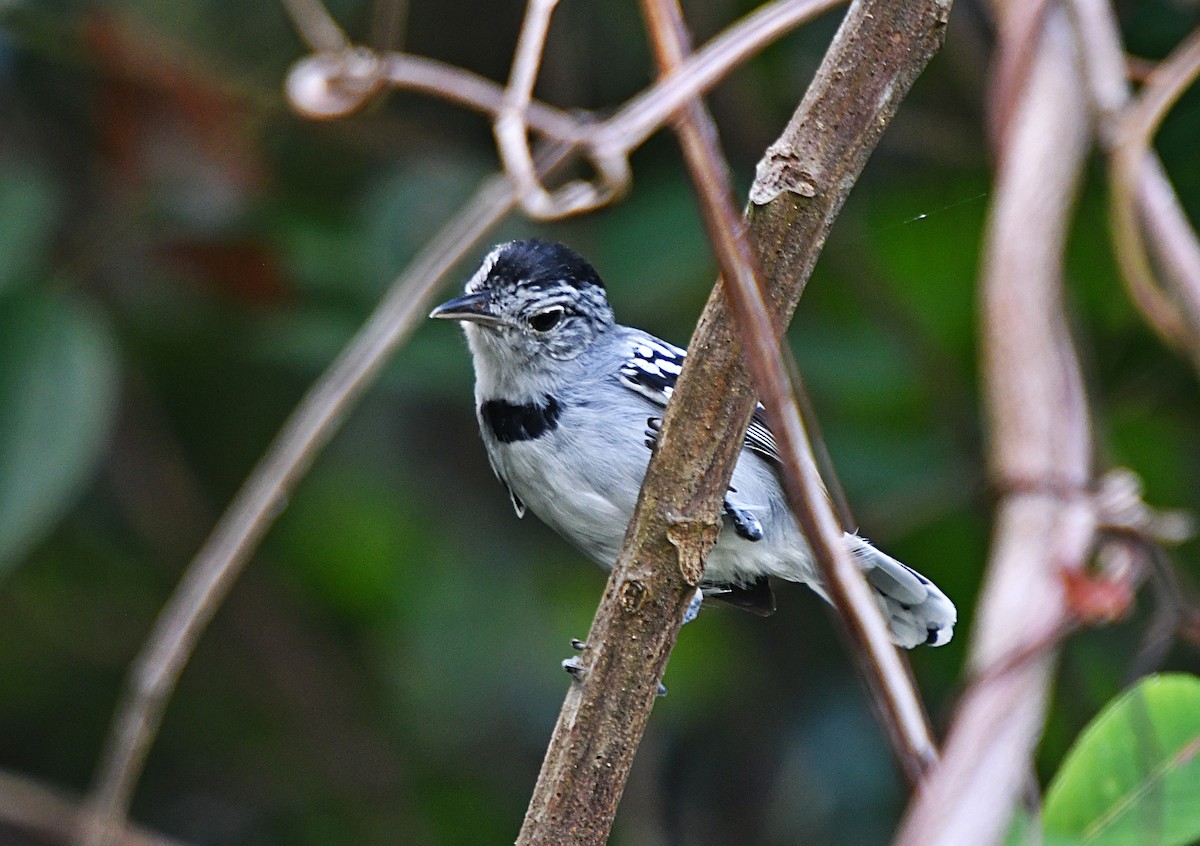 halvmånemaursmett - ML647585556