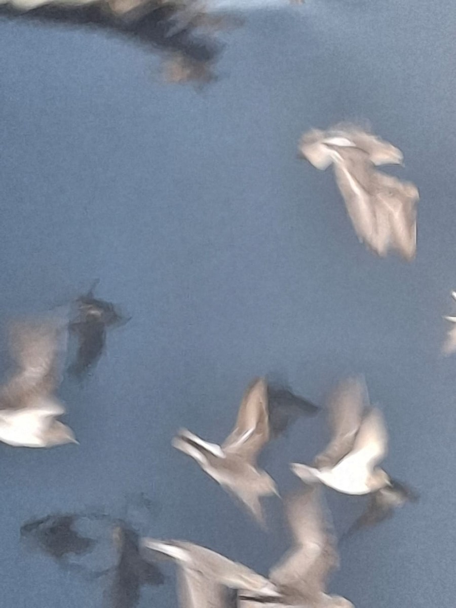 sandløper - ML647585558