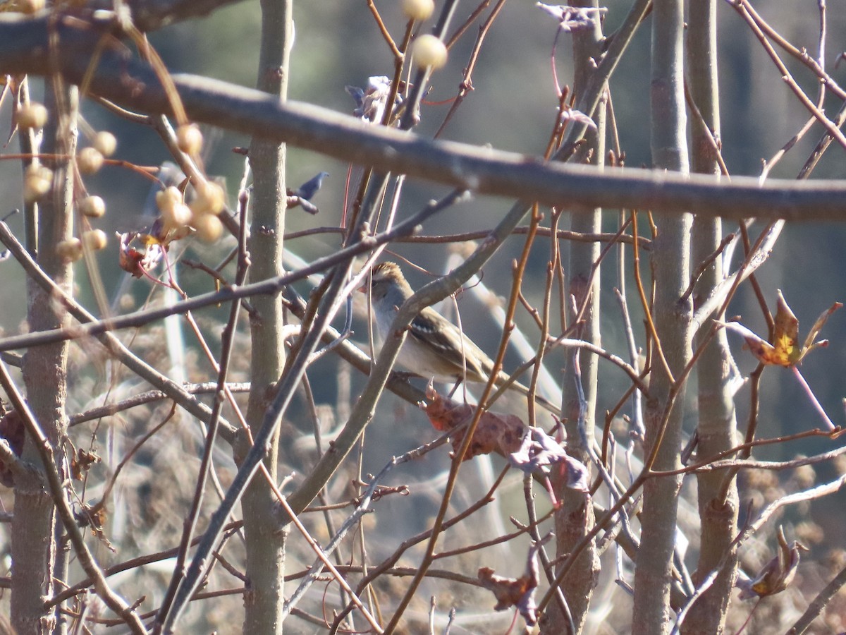 Chingolo Coroniblanco - ML647585593