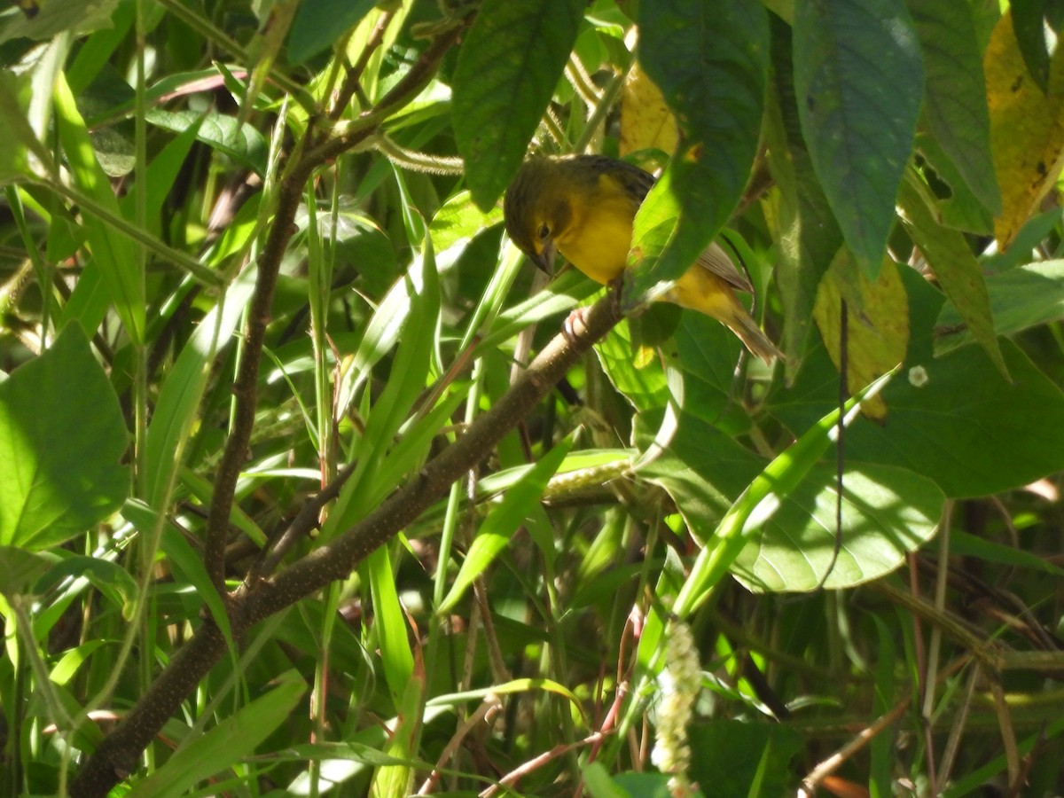 Grassland Yellow-Finch - ML647585597