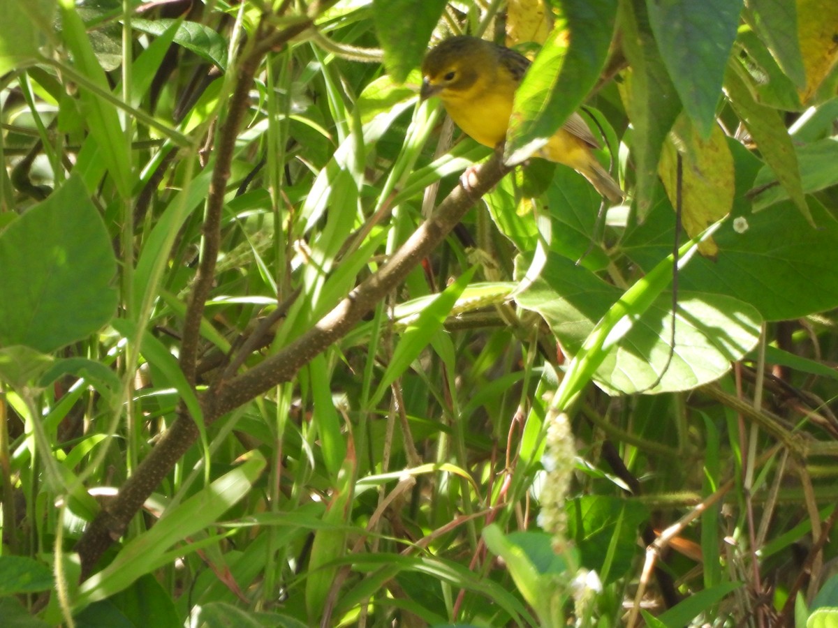 Grassland Yellow-Finch - ML647585598