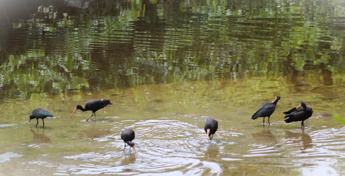 Bare-faced Ibis - ML647585612