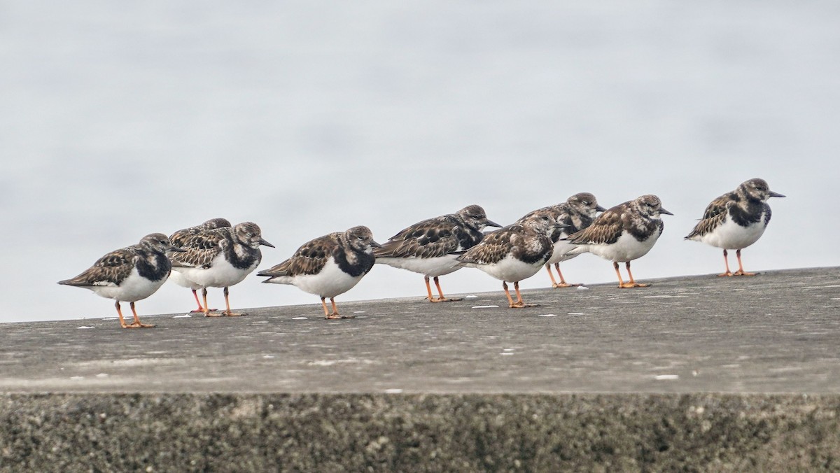 翻石鷸 - ML647585620