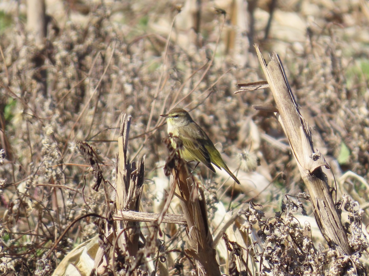 Reinita Palmera (Oriental) - ML647585621