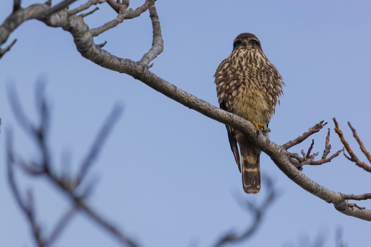 Esmerejón - ML647585623