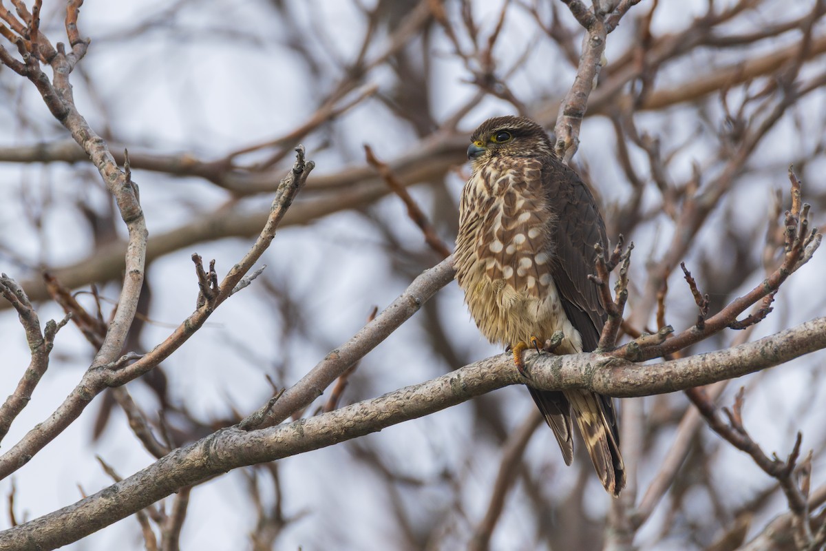 Esmerejón - ML647585624