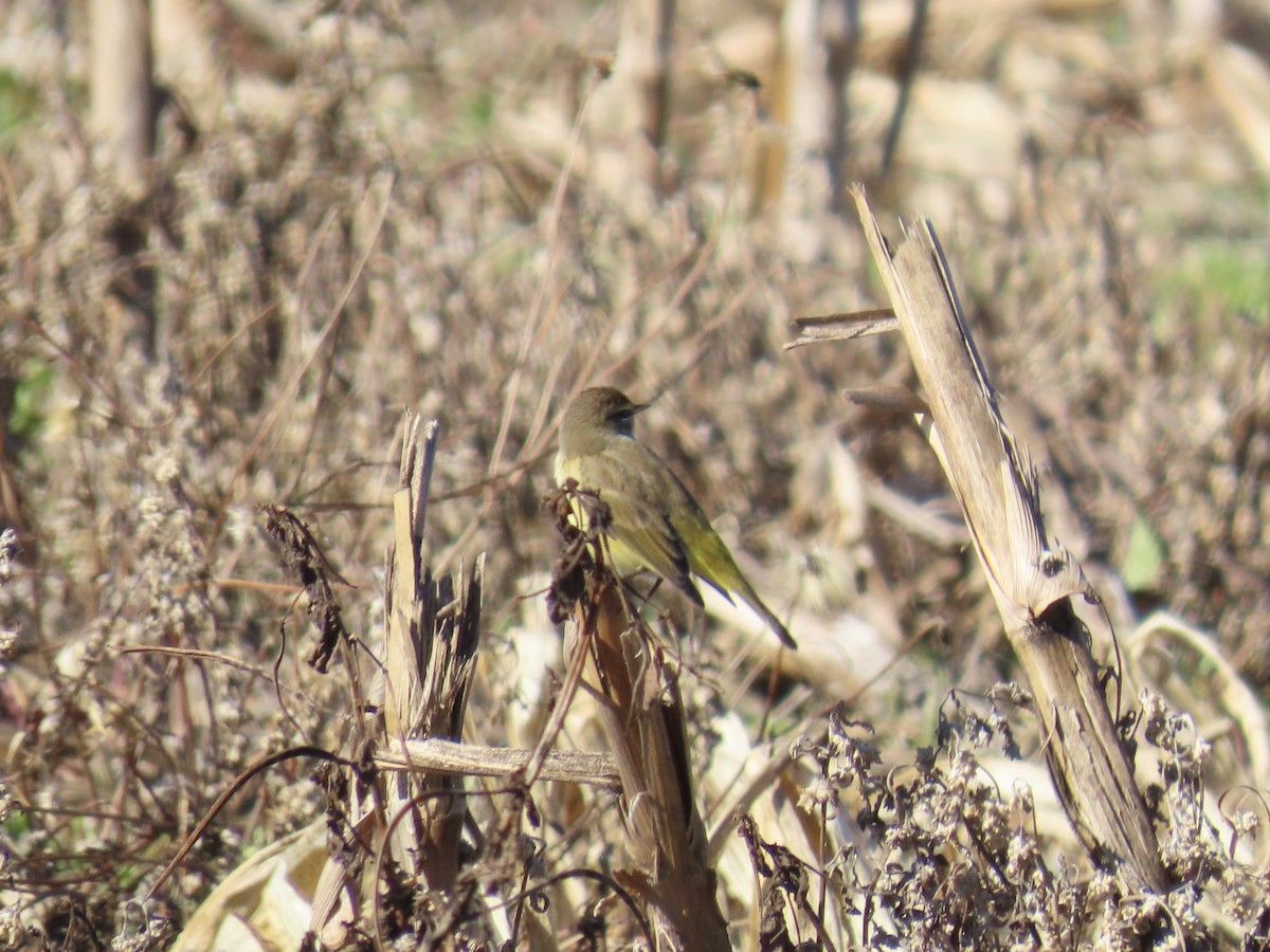 Reinita Palmera (Oriental) - ML647585625