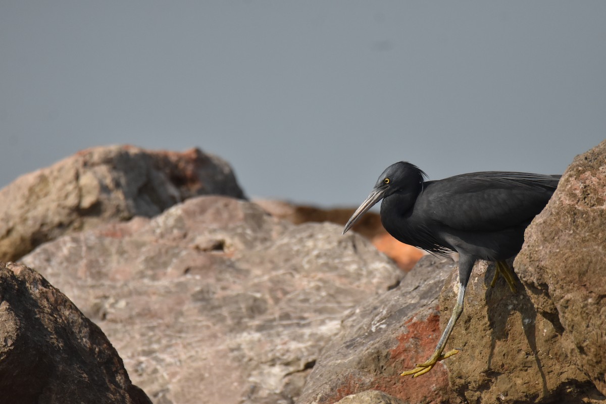 Garceta de Arrecife - ML647585626