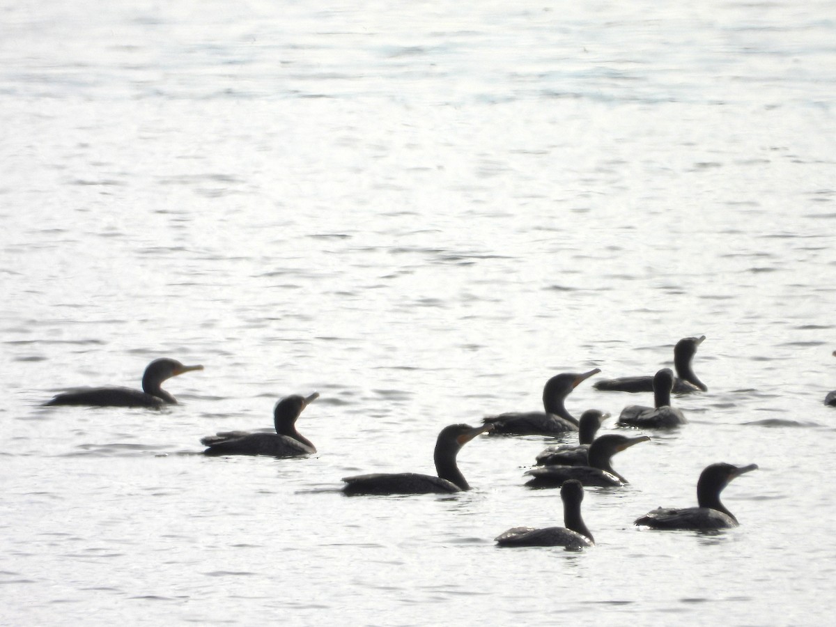 Cormorán Orejudo - ML647585632