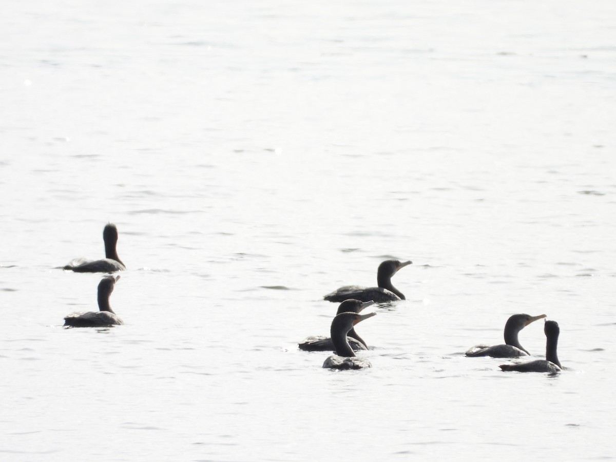 Cormorán Orejudo - ML647585633