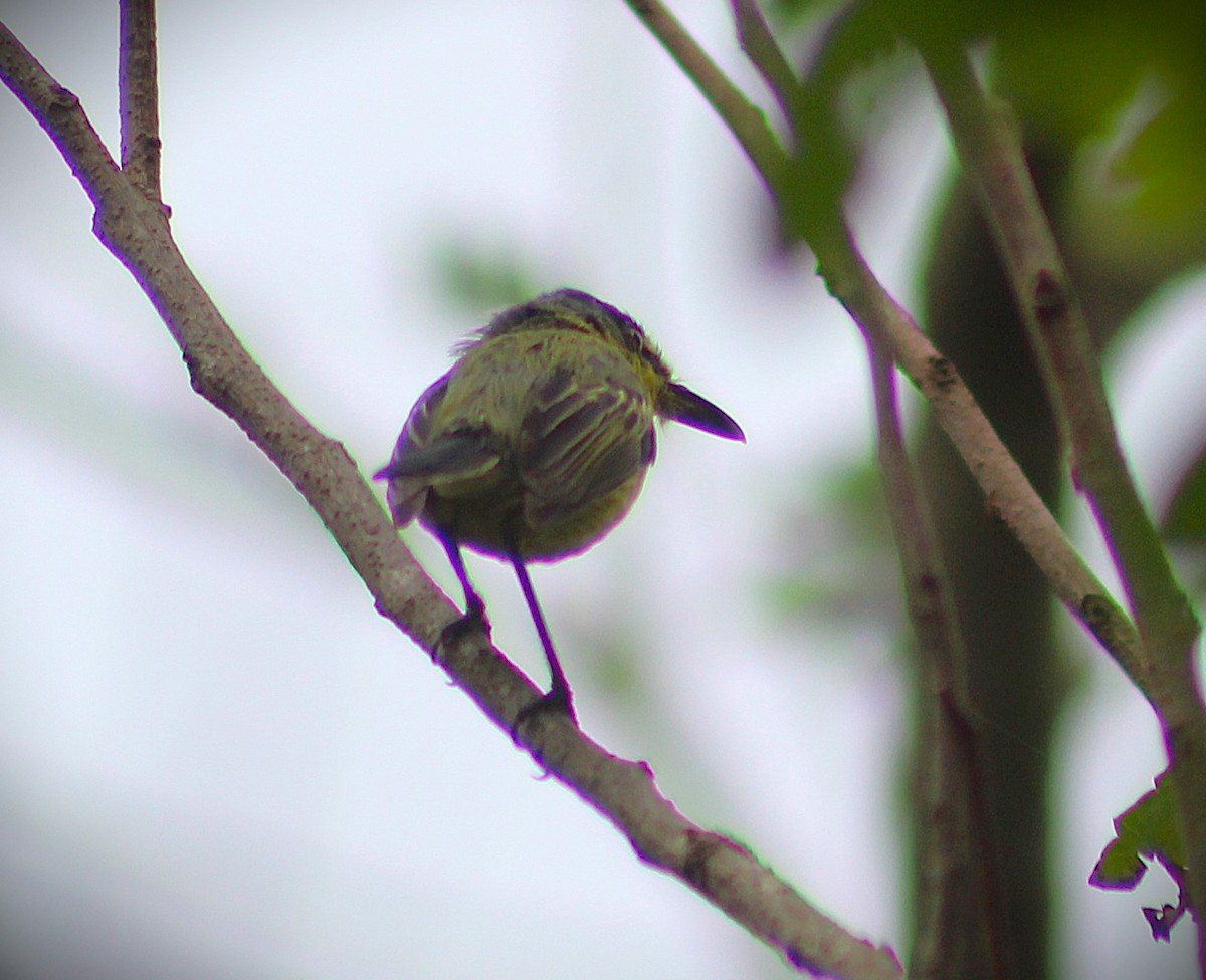 Titirijí Común - ML647585635