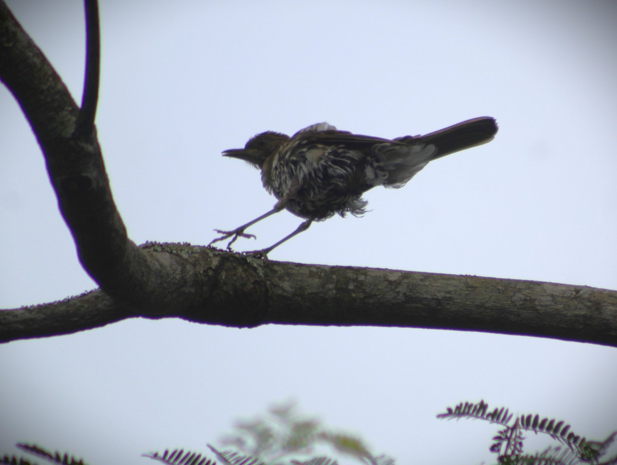 Zorzal Chalchalero - ML647585636