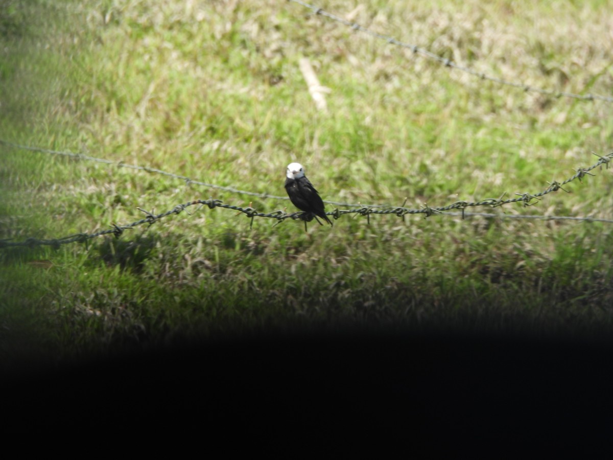 Viudita Cabeciblanca - ML647585637