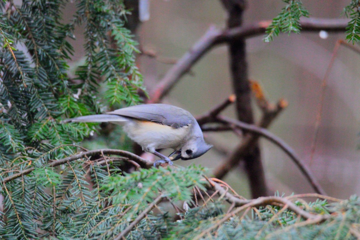 Herrerillo Bicolor - ML647585638