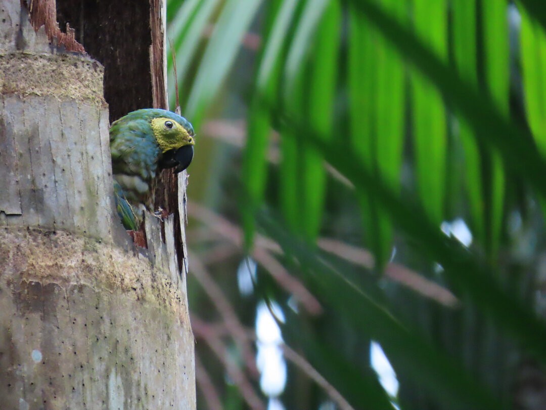 Guacamayo Ventrirrojo - ML647585639