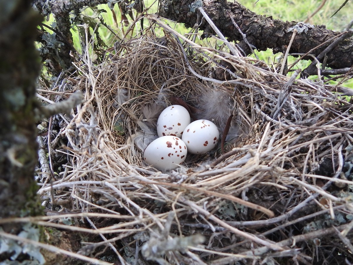 Monjita Gris - ML647585640