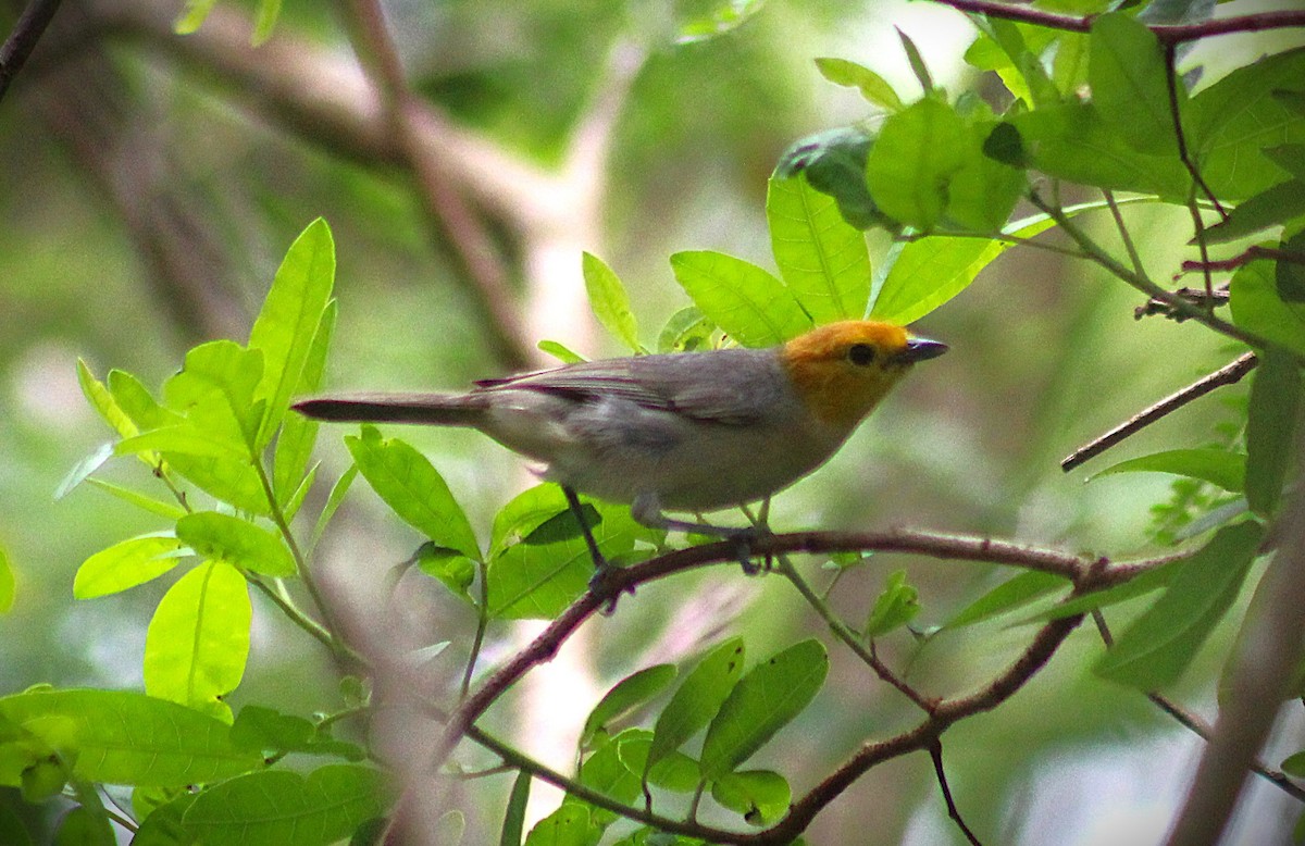 Tangara Cabecinaranja - ML647585641