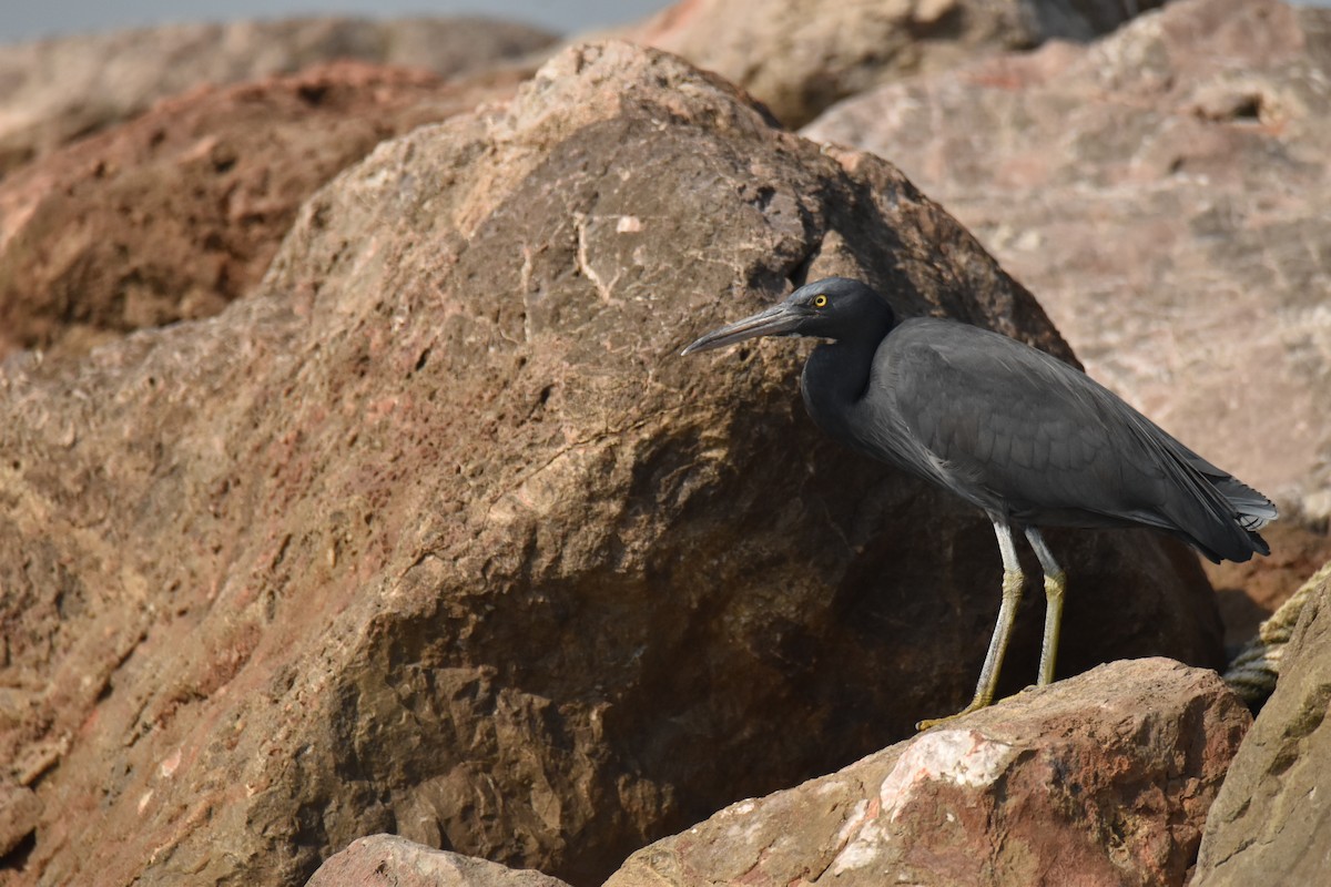 Garceta de Arrecife - ML647585642