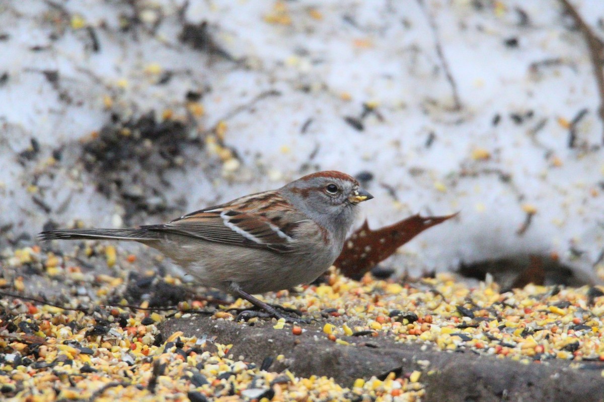 Chingolo Arbóreo - ML647585643