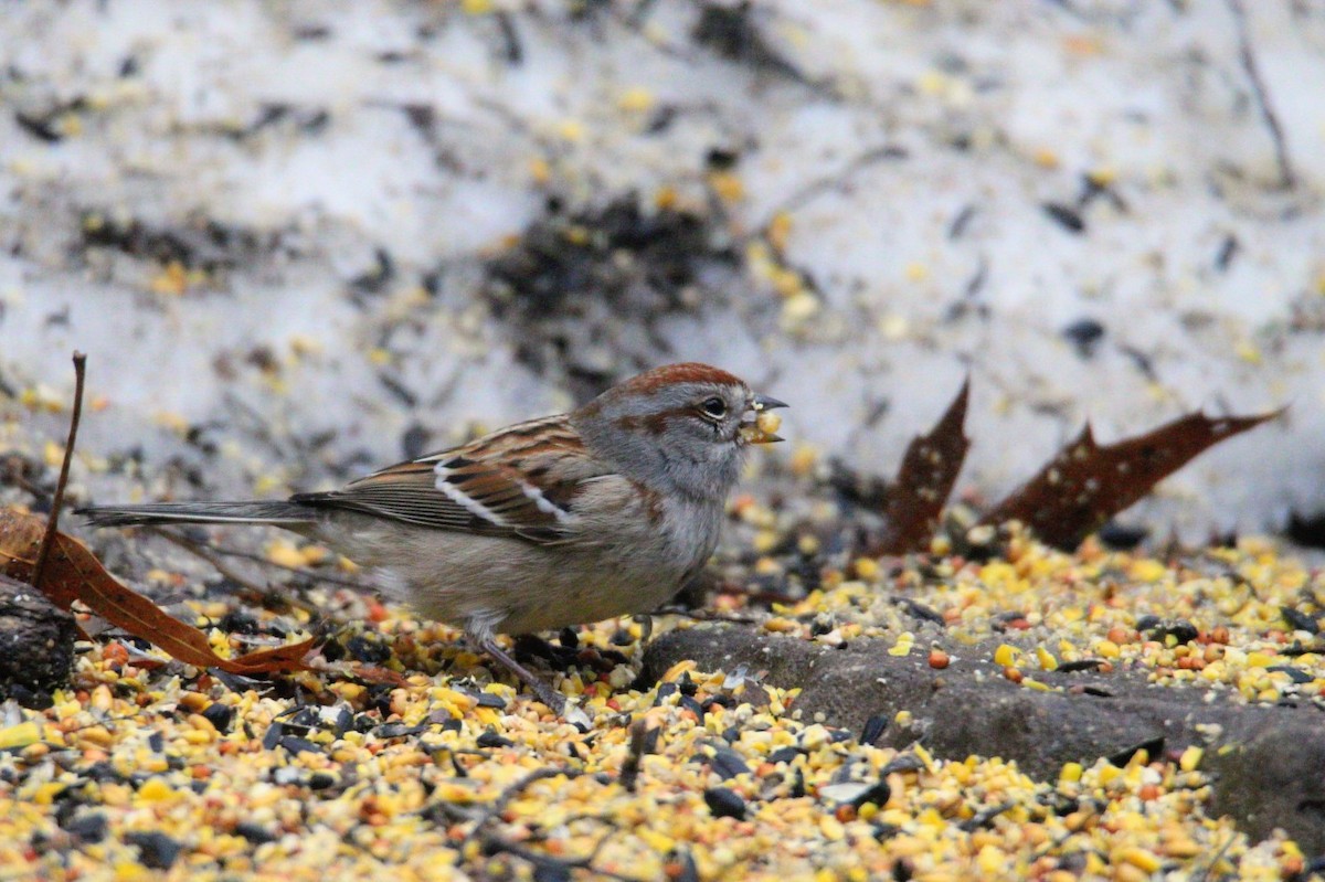 Chingolo Arbóreo - ML647585644