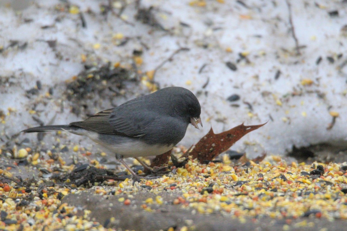 Junco Ojioscuro - ML647585646