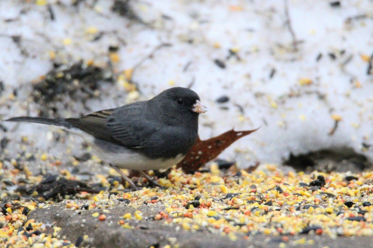 Junco Ojioscuro - ML647585647