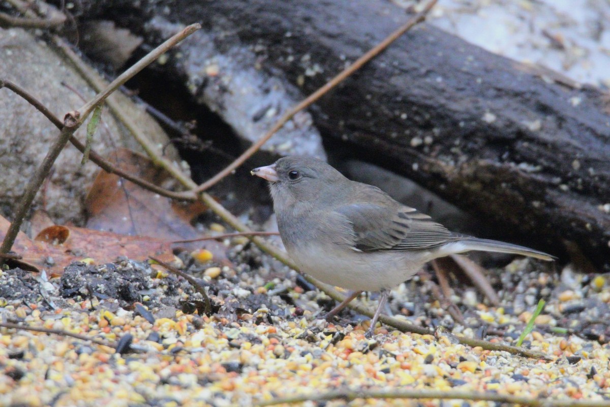 Junco Ojioscuro - ML647585648