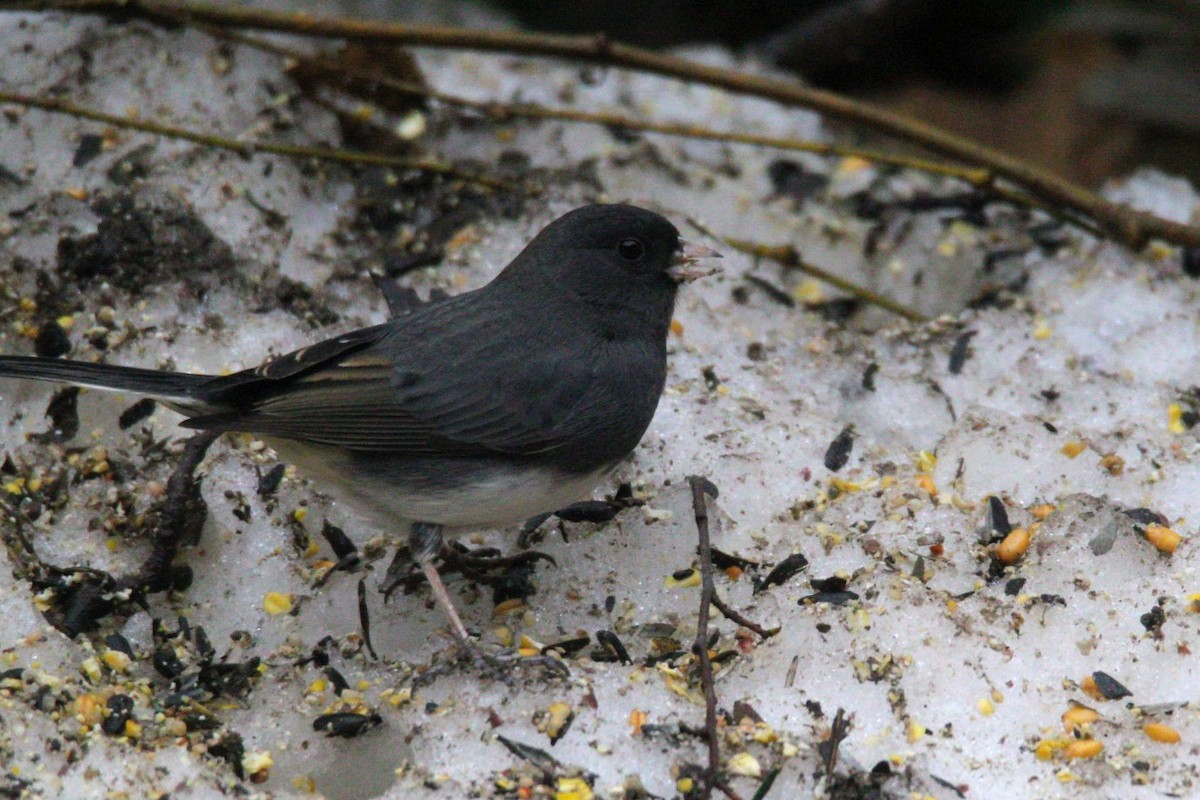 Junco Ojioscuro - ML647585649