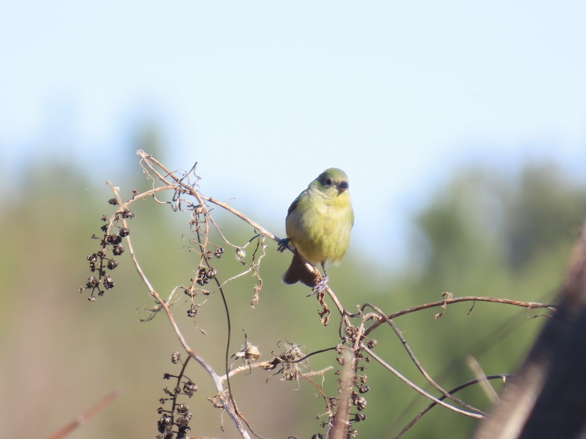 Azulillo Sietecolores - ML647585650