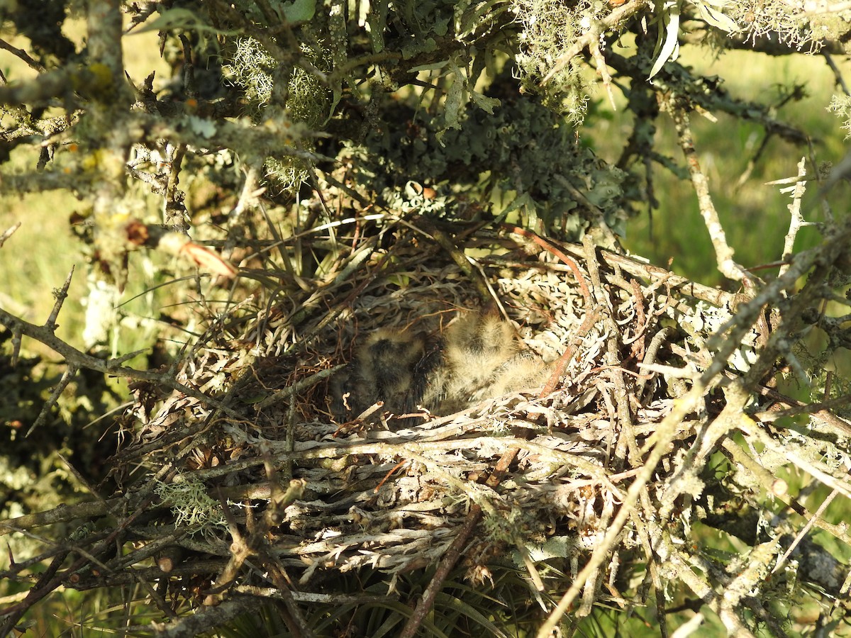 Tijereta Sabanera - ML647585653