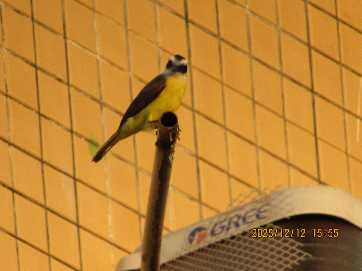 Bienteveo Común - ML647585654