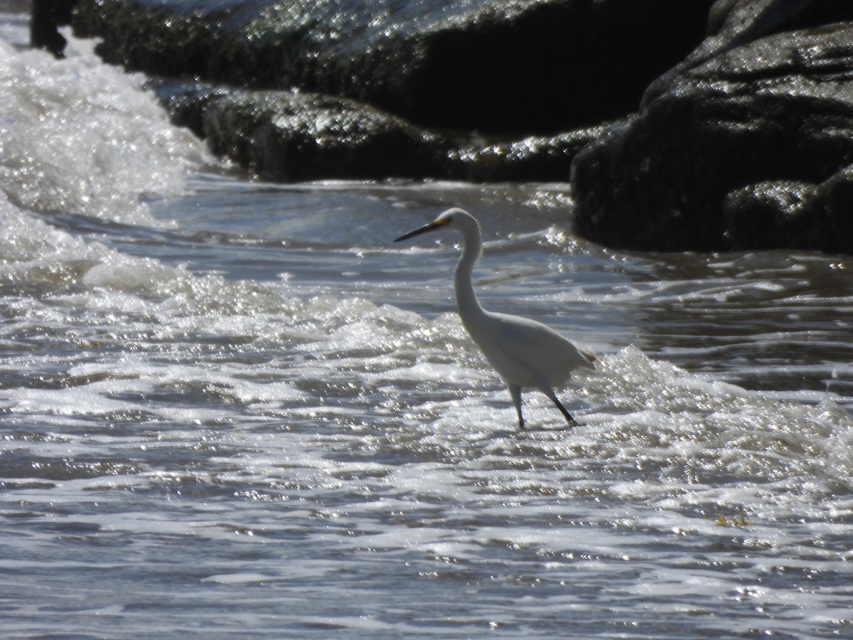 Garceta Nívea - ML647585662