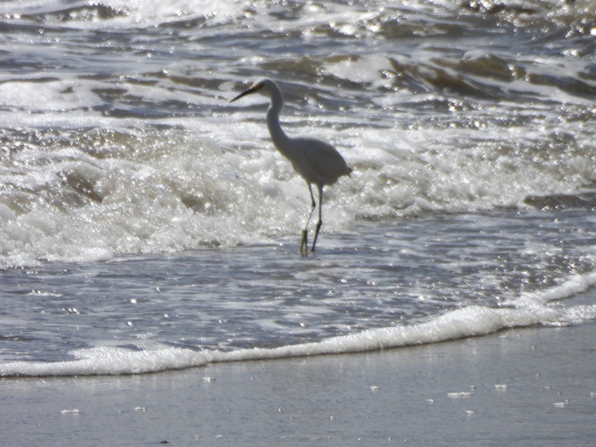 Garceta Nívea - ML647585663