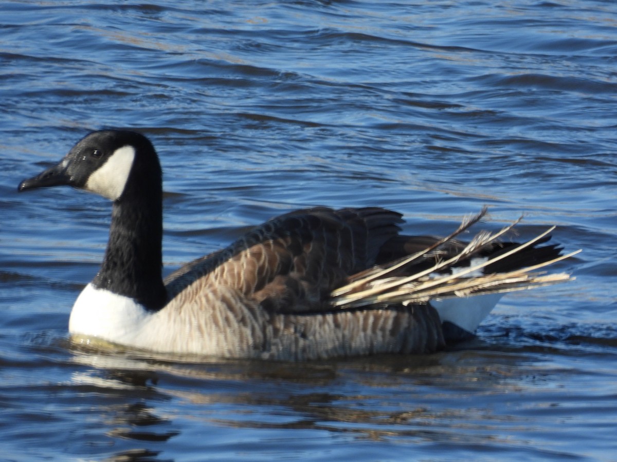 Barnacla Canadiense Grande - ML647585665