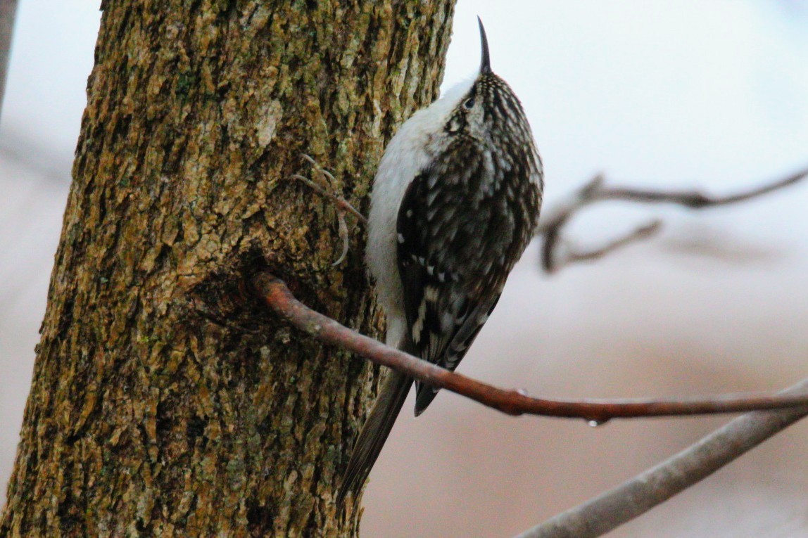 Agateador Americano - ML647585672