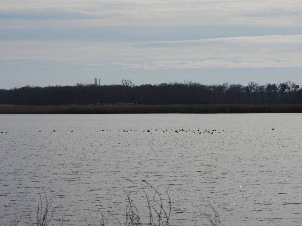 Cormoran à aigrettes - ML647585677