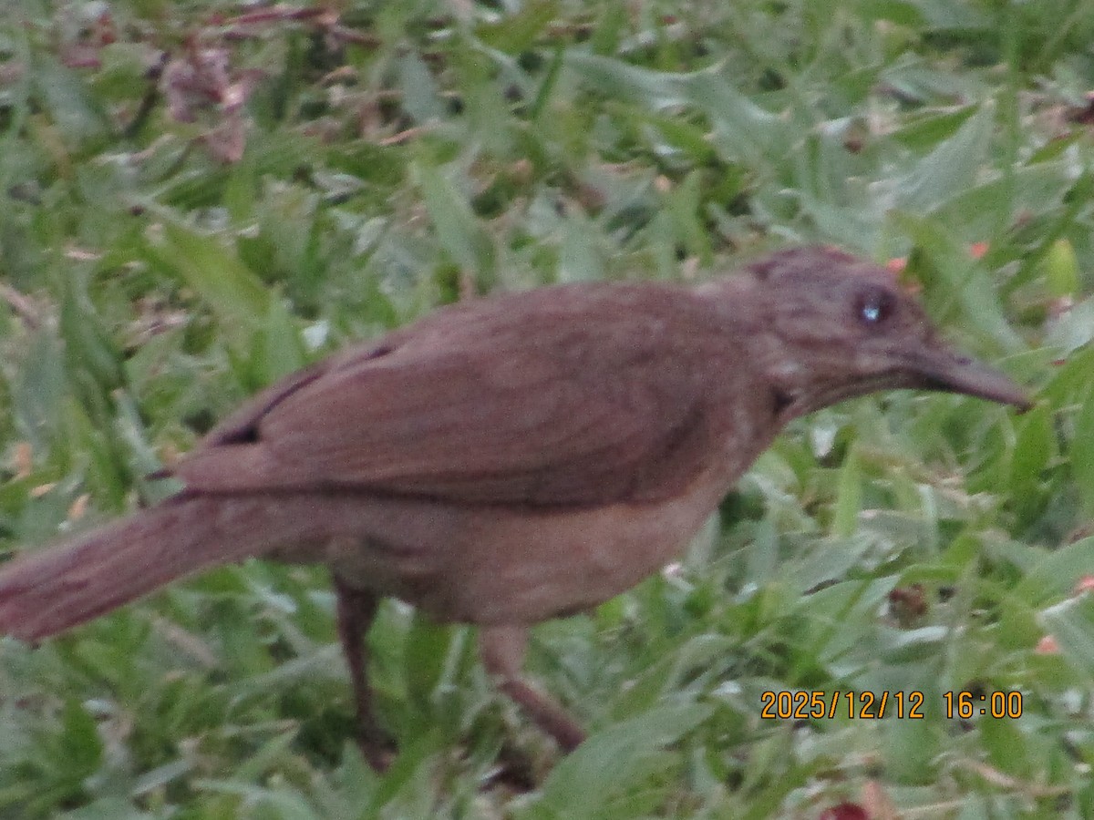 Pale-breasted Thrush - ML647585679