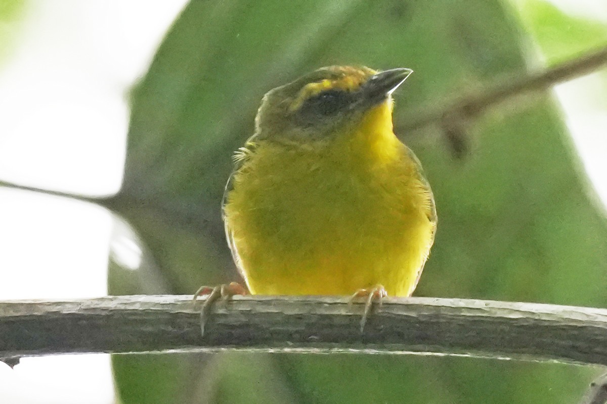 Cuzco Warbler - ML647585692