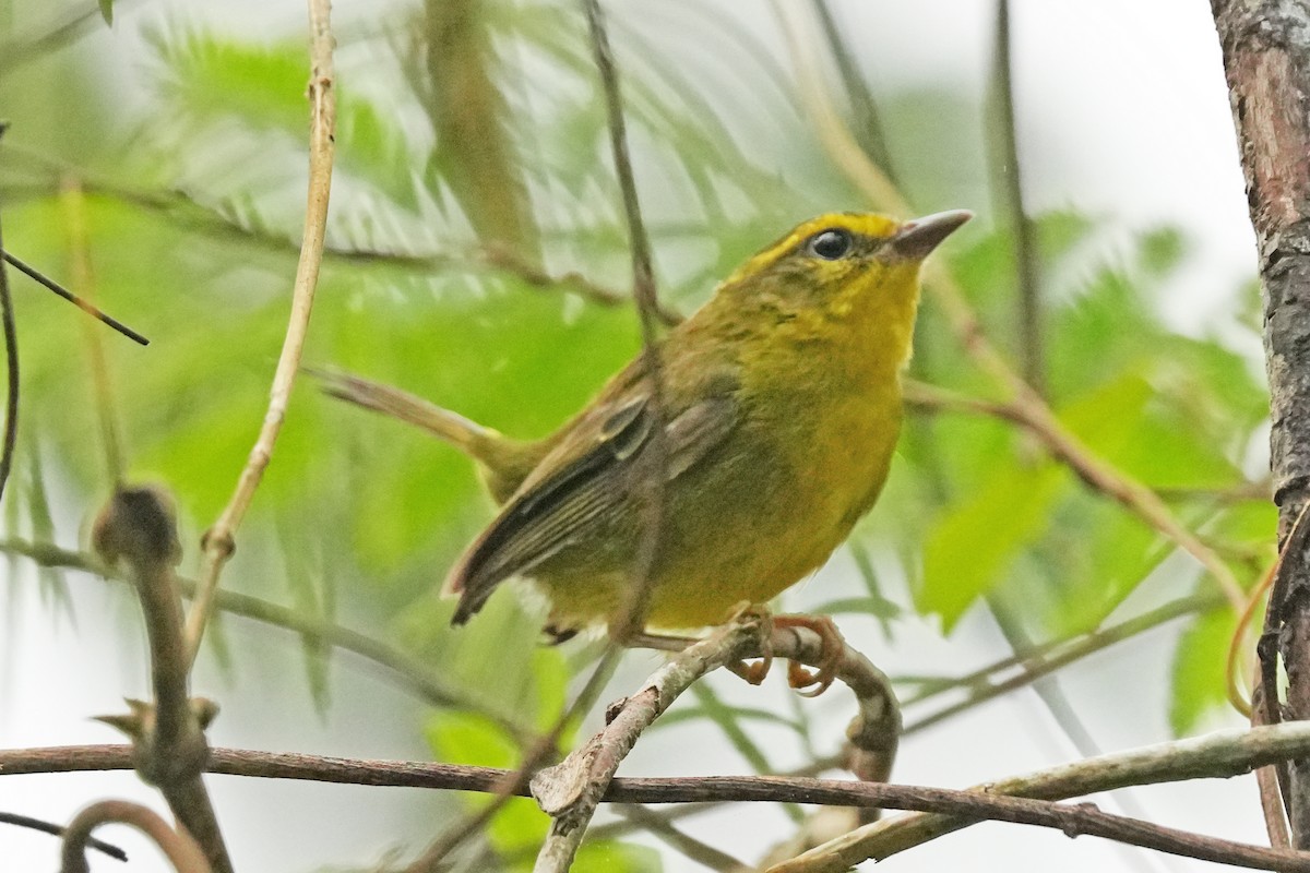 Cuzco Warbler - ML647585693