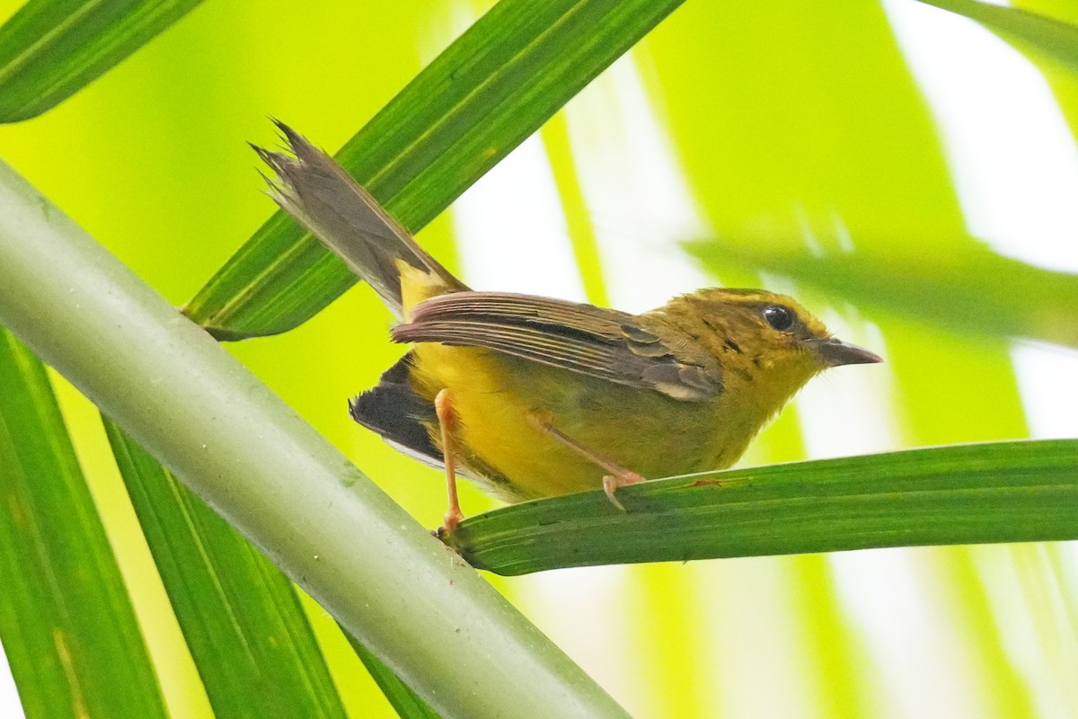 Cuzco Warbler - ML647585694