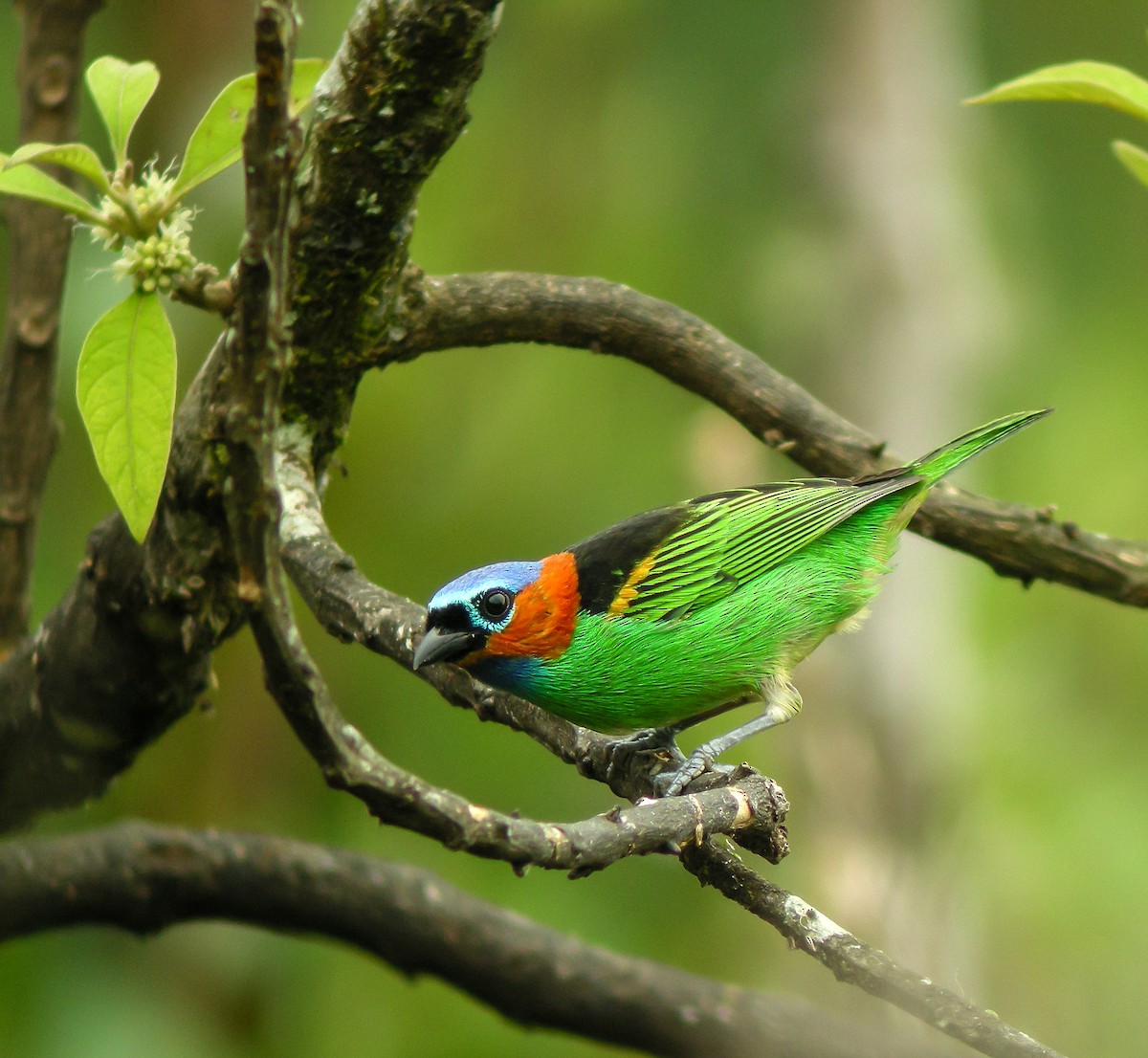 Tangara Militar - ML647585712