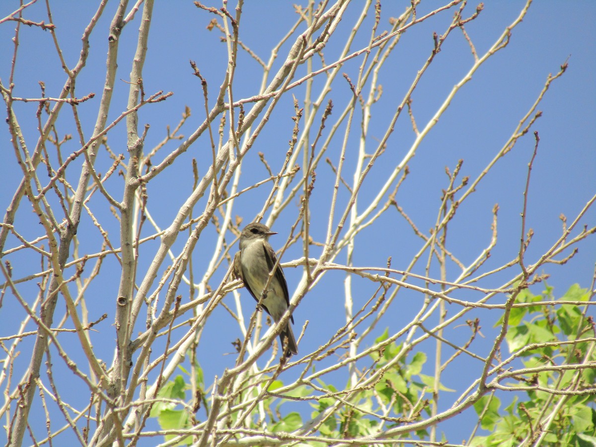 Western Wood-Pewee - ML647585739