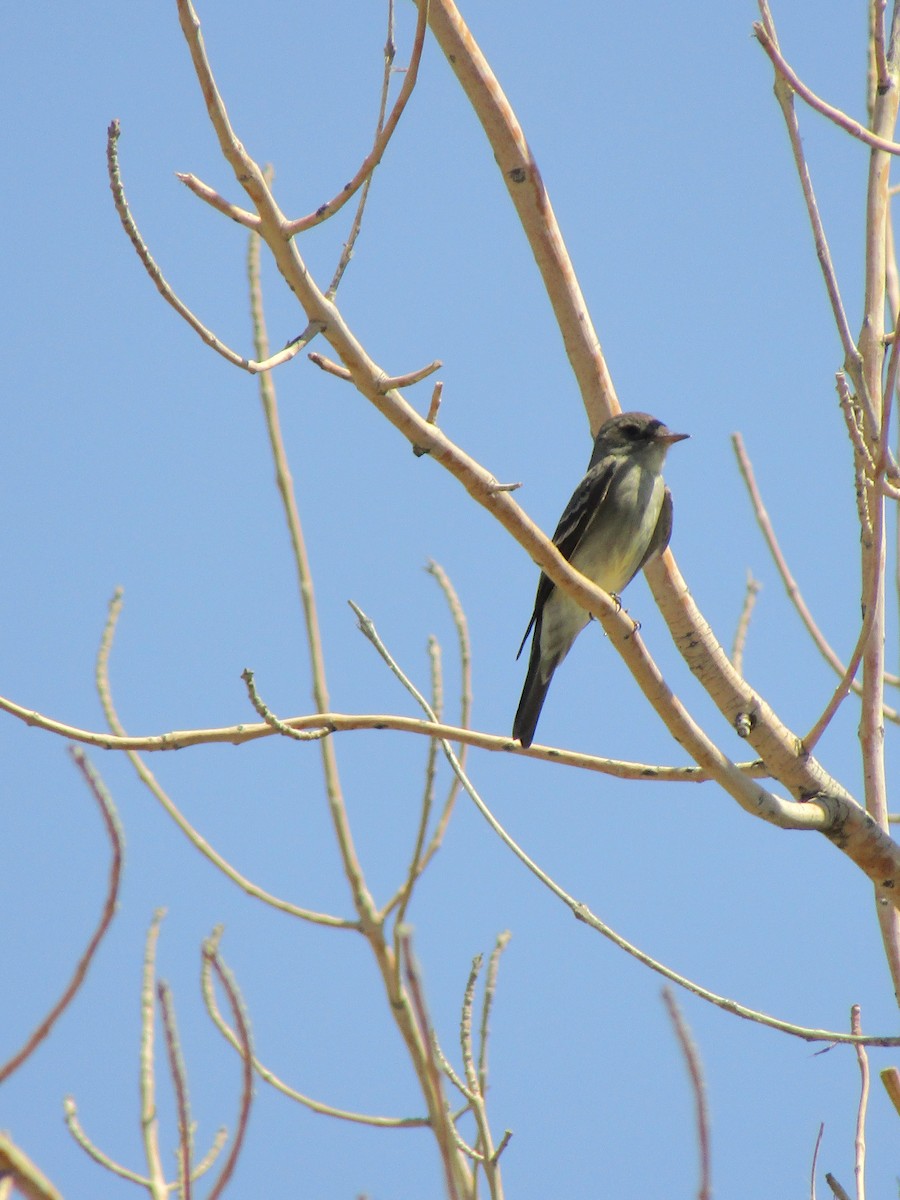 Western Wood-Pewee - ML647585803